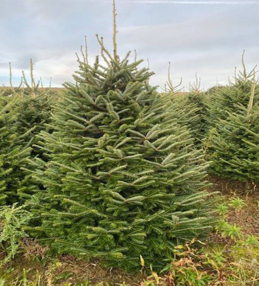 christmas tree